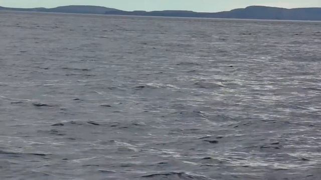 Белухи. Белое море. смотреть онлайн