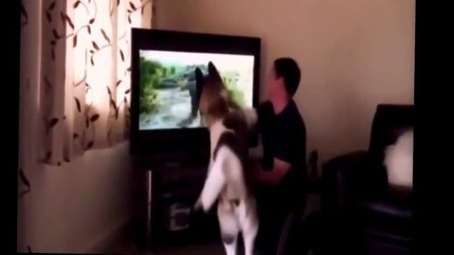 Прикольные милые животные./Fanny videos. Ржака смотреть онлайн