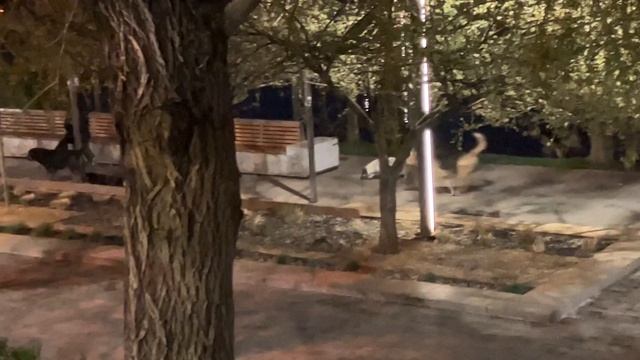 Осторожнее с бродячими животными! Опасно для здоровья! смотреть онлайн