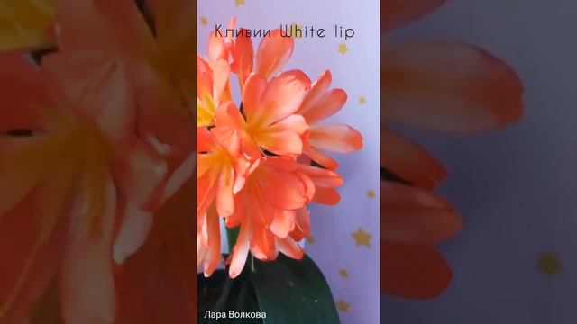 кливии вайт липс White lip смотреть онлайн