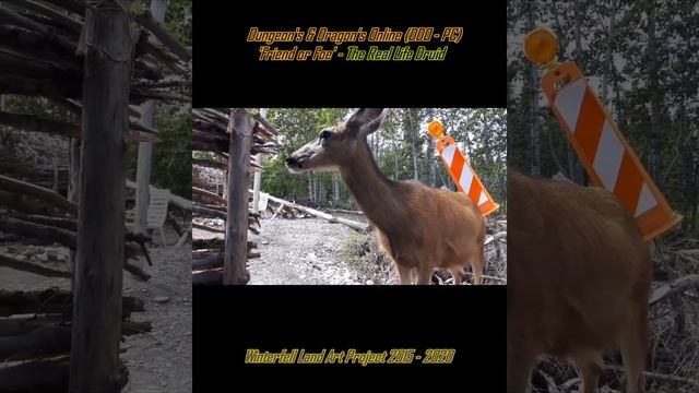 DDO/NATURE #Shorts: Friend Or Foe? \The 'Real-Life' Druid/ (Winterfell Land Art Edition)