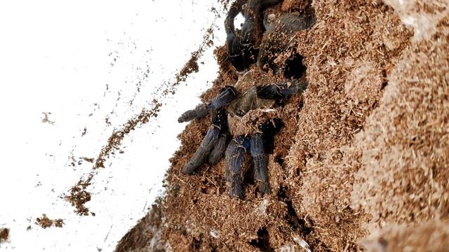 Синий паук птицеед. Попытка разведения Cyriopagopus lividus (Haplopelma lividum). смотреть онлайн