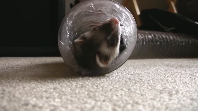 Ferrets Playing смотреть онлайн