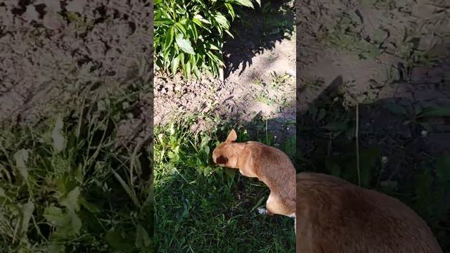 Дачные истории чихуа Илюши "4" смотреть онлайн