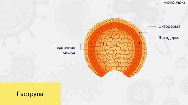 Онтогенез и филогенез смотреть онлайн
