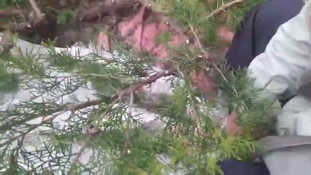 Как обрезать декоративные кустарники, как обрезать декоративные деревья смотреть онлайн