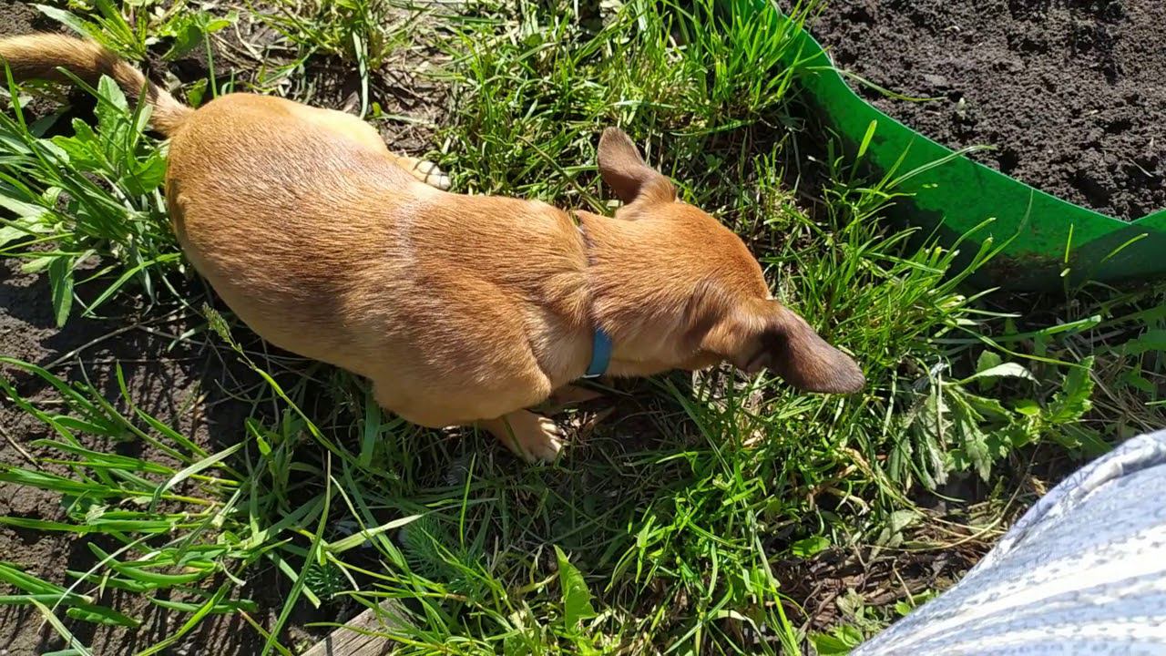 Дачный VLOG/МОИ ГРЯДКИ/РЕШИЛА ВЕРНУТЬСЯ НА КАНАЛ смотреть онлайн