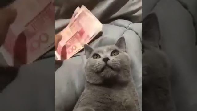 Кот отдаётся за деньги) смотреть онлайн