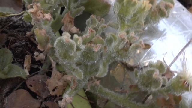 Mesembryanthemum crystallinum - grow & care смотреть онлайн