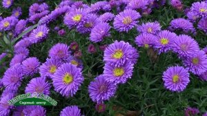 Астра новобельгийская