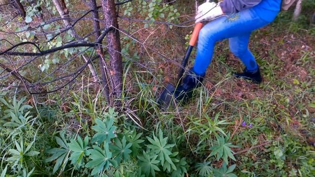 Коп с МД-4030. Заела мошка. Интересные находки металла смотреть онлайн