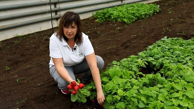 Редис Кармен. Супер урожайный. Для любого времени года. смотреть онлайн