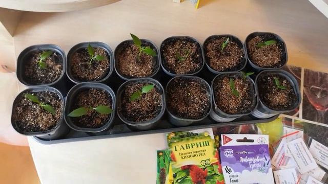 Очередная партия рассады овощной и цветочной рассады на пикировке и перевалке. Планы новых посевов. смотреть онлайн