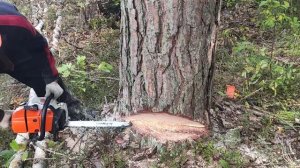 Валка леса /// Валка Трелевка леса с Шершнями