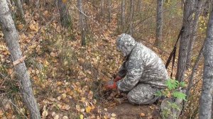 Как поставить капкан кп 250 на норе.Охота на барсука