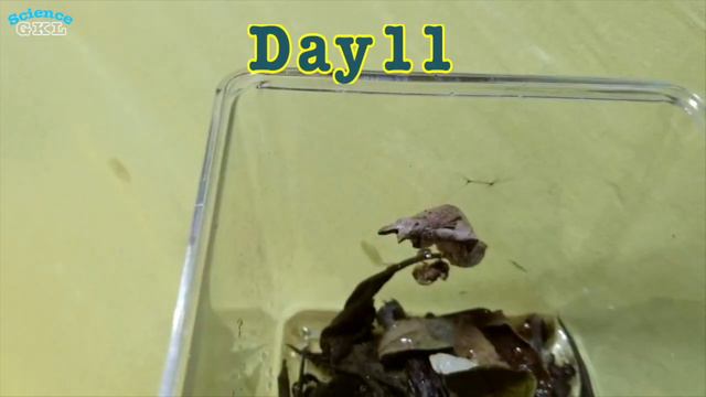 How Does a Caterpillar Turn into a Butterfly? Daily Observation of Butterfly Life Cycle смотреть онлайн
