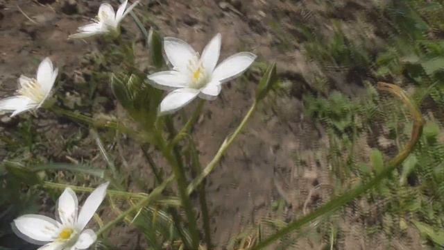 Mountain wind and Ornithogalum umbellatum, the garden star-of-Bethlehem, in the Carpathian. смотреть онлайн
