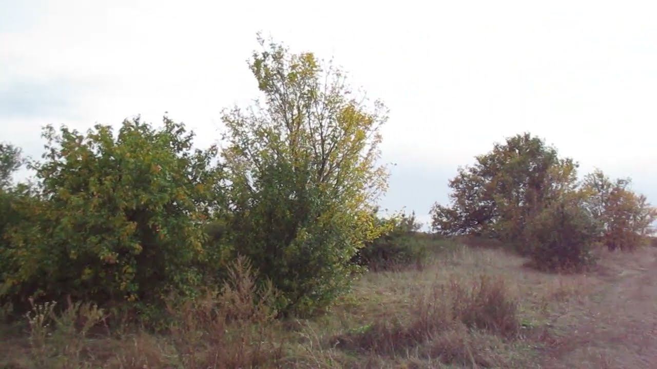 Опустевшая деревня Еленовка, Балтайский район