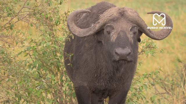 LEÃO LEVA CHIFRADA DE BÚFALO E SE DÁ MAL смотреть онлайн