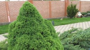 ЕСЛИ ЕЛЬ КОНИКА СОХНЕТ, КАК ЛЕЧИТЬ.