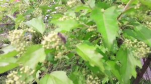 04-06.06.21 Применяю Этамон,дача часть 1