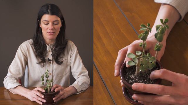 Peperomia Verticillata (Belly Button Peperomia) Houseplant Care — 125 Of 365