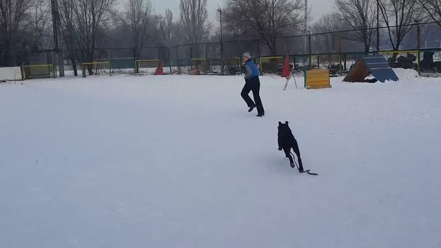 Ирина и ротвейлер Рэмка на площадке АЛАШ смотреть онлайн