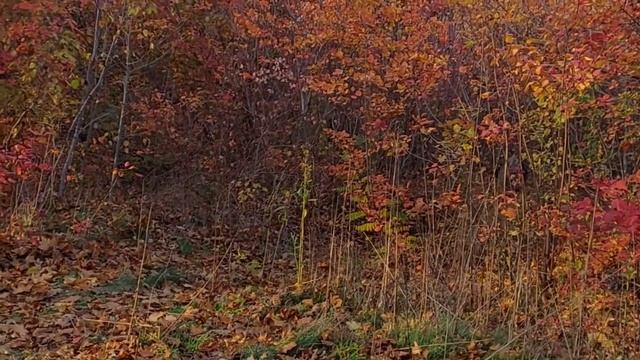 Сказочное место в Одессе,  вы должны это увидеть❤ #ukraine #citywalk #одесса2022