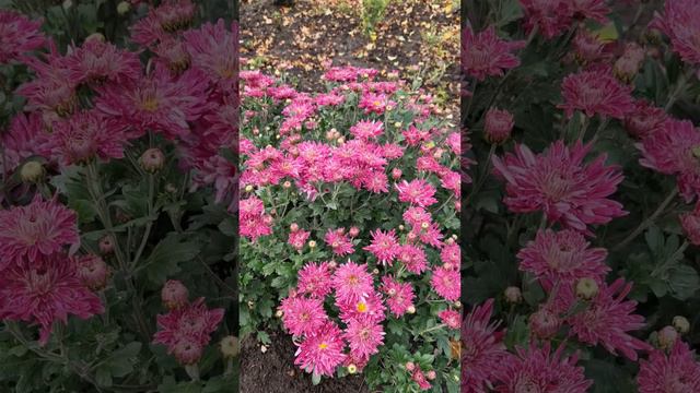 Королева осени - ХРИЗАНТЕМА. смотреть онлайн