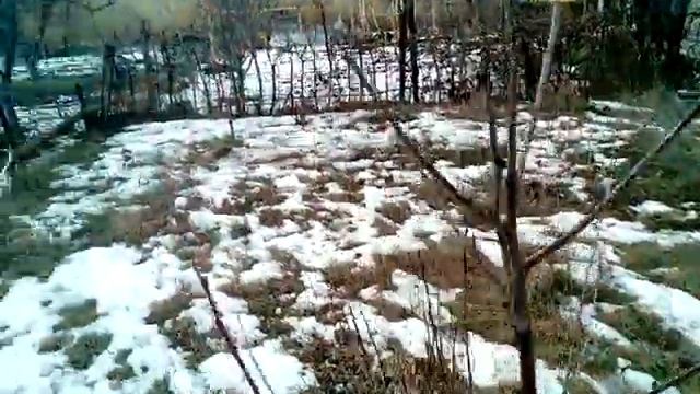 Обрезка молодых яблонь-это просто! смотреть онлайн