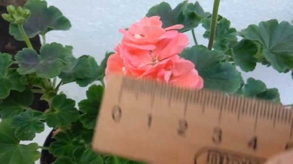 Пеларгония Brocade Salmon Night (Брокад Салмон Найт) и Brocade Cherry Night ( Брокад Черри Найт).