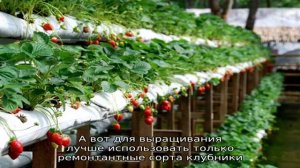 Выращивание клубники на гидропонике или Урожай круглый год