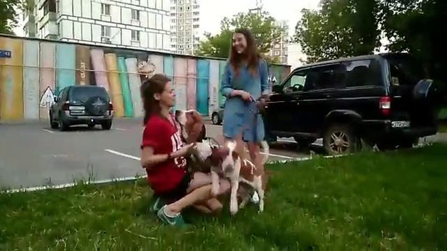 Собачье дело смотреть онлайн