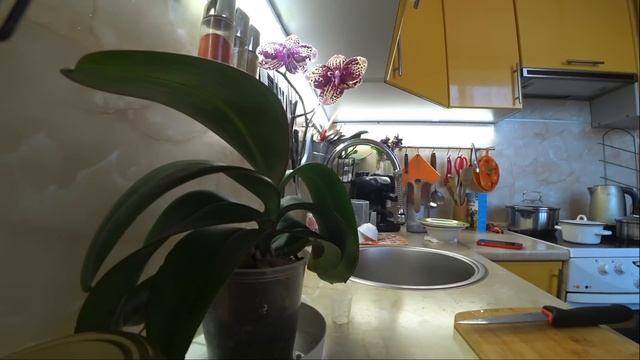 Кино не для всех / Завтрак вдвоём / Ждём перемен 1 декабря 2022 г. смотреть онлайн