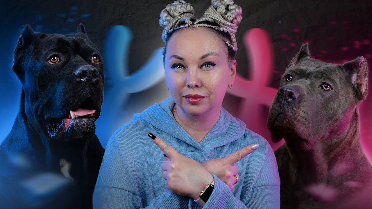 КОБЕЛЬ или СУКА – Кого выбрать? смотреть онлайн