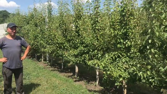 Интенсивное садоводство на приусадебном участке. смотреть онлайн