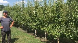 Интенсивное садоводство на приусадебном участке.