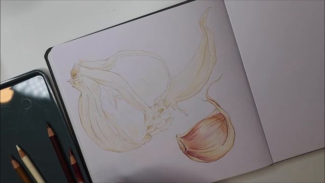 Sketchbook Sunday Garlic Color Pencil art illustration drawing time lapse смотреть онлайн