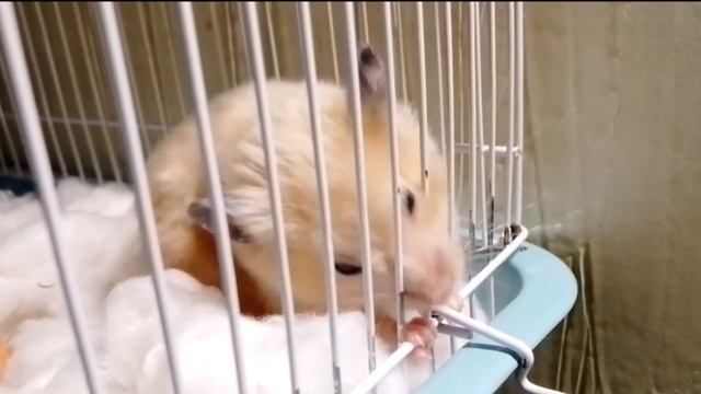 ПРУТЬЯ ИЗ МЕТАЛЛА ДЛЯ ХОМЯЧКА .......))))))))))) смотреть онлайн