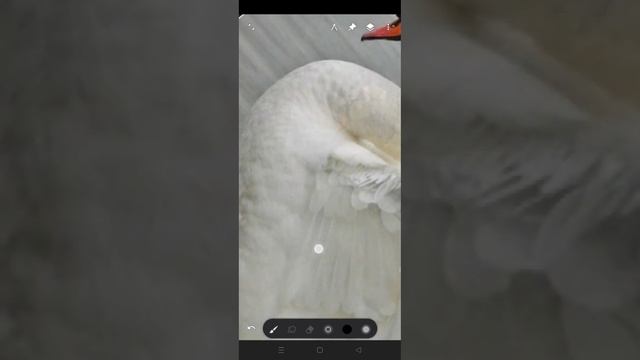 Рисуем птицу в Infinite painter ( быстрый способ ) смотреть онлайн