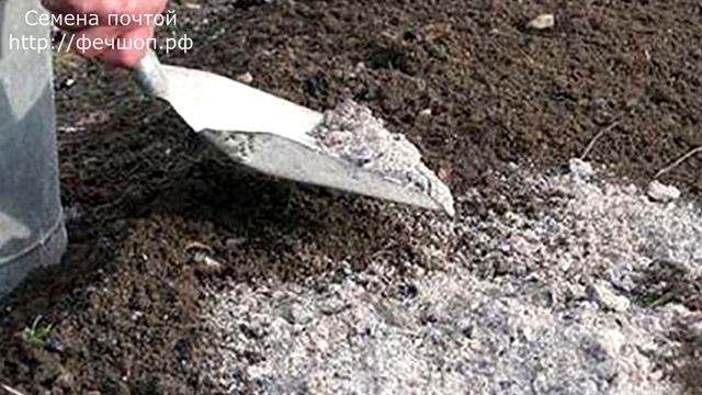 Почему свекла растрескивается и как это предотвратить? смотреть онлайн