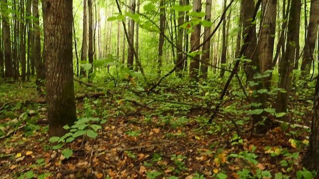 За грибами в Ильинский лес. Сентябрь все таки порадовал. смотреть онлайн