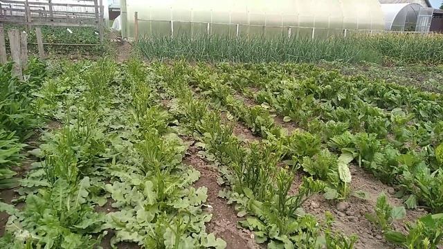 Астра, статицца,, гелиххризимум для срезки на букеты ??? смотреть онлайн