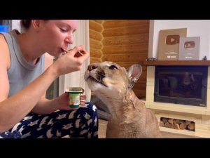 Пума Месси полюбил есть йогурт вместе с Машей!