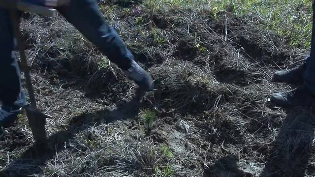 НОВЫЙ КЕДРОВЫЙ ЛЕС смотреть онлайн