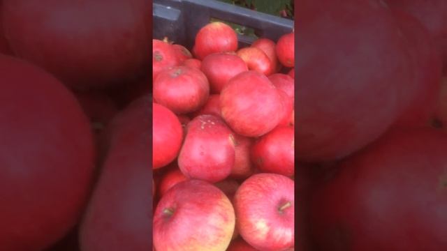 002 яблоки сортрождественское смотреть онлайн