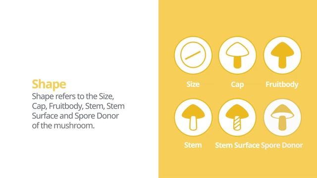 Royal fly agaric (Amanita regalis) | Shape | Practical Short Profile | Shroomers смотреть онлайн