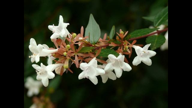 Abelia × Grandiflora