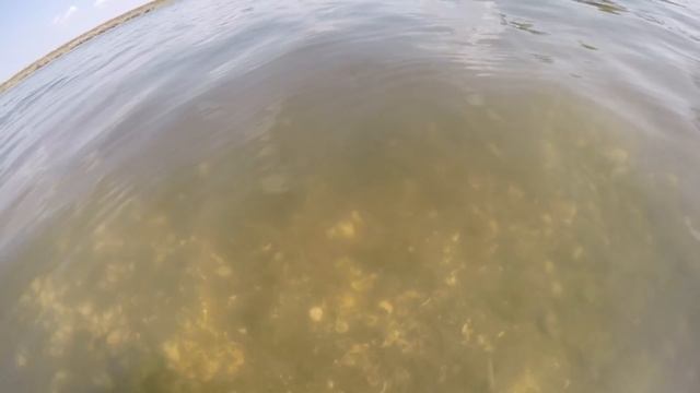 Редкие кадры. Судак стоит на гнезде. Нерест судака. смотреть онлайн