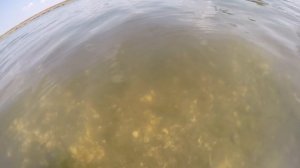 Редкие кадры. Судак стоит на гнезде. Нерест судака.